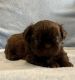 Shih Tzu Puppies for sale in Tampa, FL, USA. price: $1,200