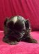 Shih Tzu Puppies for sale in Tampa, FL, USA. price: $1,200