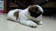 Shih Tzu Puppies for sale in Nallagandla Bypass Rd, Gulmohar Park Colony, Serilingampalle (M), Telangana 500133, India. price: 30000 INR
