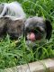 Shih Tzu Puppies for sale in Washington, DC, USA. price: NA