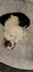 Shih Tzu Puppies for sale in Middlesboro, KY 40965, USA. price: NA