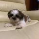 Shih Tzu Puppies for sale in Belfort, NY 13327, USA. price: NA