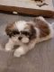 Shih Tzu Puppies for sale in Belmont, NC 28012, USA. price: $820