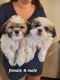 Shih Tzu Puppies for sale in Caldwell, ID 83605, USA. price: $1,000