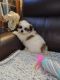 Shih Tzu Puppies for sale in Ironton, OH 45638, USA. price: NA