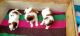 Shih Tzu Puppies for sale in Kumaraswamy Layout, Bengaluru, Karnataka 560078, India. price: 18000 INR