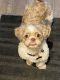 Shih Tzu Puppies for sale in Billerica, MA, USA. price: NA