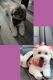 Shih Tzu Puppies for sale in Chicago, IL 60641, USA. price: $1,600