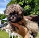 Shih Tzu Puppies for sale in East Greenwich, RI 02818, USA. price: $850