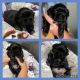 Shih Tzu Puppies for sale in Reading, MA, USA. price: $3,200