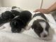 Shih Tzu Puppies for sale in Garden City, MI 48135, USA. price: $800