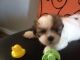 Shih Tzu Puppies for sale in Nyack, NY 10960, USA. price: NA