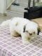 Shih Tzu Puppies for sale in West Marredpally, Secunderabad, Telangana, India. price: 20000 INR