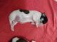 Shih Tzu Puppies for sale in Mumbai, Maharashtra, India. price: 20000 INR