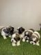 Shih Tzu Puppies for sale in Whittier, CA 90605, USA. price: NA