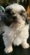 Shih Tzu Puppies for sale in Lee's Summit, MO, USA. price: $800