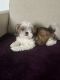 Shih Tzu Puppies for sale in Connecticut State Capitol, 210 Capitol Ave, Hartford, CT 06106, USA. price: NA