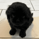 Shih Tzu Puppies for sale in Houston, TX 77042, USA. price: $750