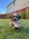 Shih Tzu Puppies for sale in Federal Way, WA, USA. price: NA