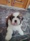 Shih Tzu Puppies for sale in Moula Ali, Secunderabad, Telangana, India. price: 20000 INR