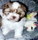 Shih Tzu Puppies for sale in Federal Heights, CO, USA. price: NA