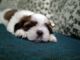 Shih Tzu Puppies for sale in Bowenpally, Secunderabad, Telangana, India. price: 27000 INR