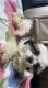 Shih Tzu Puppies for sale in Panipat, Haryana, India. price: 18000 INR