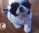 Shih Tzu Puppies for sale in Pikeville, KY 41501, USA. price: NA