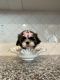 Shih Tzu Puppies for sale in Lake Elsinore, CA, USA. price: $1,000