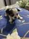 Shih Tzu Puppies for sale in Pensacola, FL, USA. price: $700