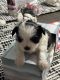 Shih Tzu Puppies for sale in Pensacola, FL, USA. price: $600