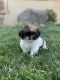 Shih Tzu Puppies for sale in Modesto, CA, USA. price: $1,000