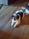 Shih Tzu Puppies for sale in Blairsville, GA 30512, USA. price: $600
