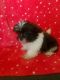 Shih Tzu Puppies for sale in Lincoln, NE, USA. price: NA