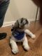 Shih Tzu Puppies for sale in Collierville, TN, USA. price: $800