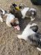 Shih Tzu Puppies for sale in Cleveland, OH, USA. price: NA