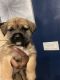 Shih Tzu Puppies for sale in Riverview, FL, USA. price: NA
