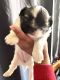 Shih Tzu Puppies for sale in Denton, TX, USA. price: $900