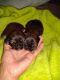 Shih Tzu Puppies for sale in Tucson, AZ, USA. price: $70,000