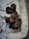 Shih Tzu Puppies for sale in 7618 Jarvis Ct, Orlando, FL 32818, USA. price: NA
