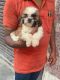 Shih Tzu Puppies for sale in Noida, Uttar Pradesh 201304, India. price: 20000 INR