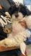 Shih Tzu Puppies for sale in El Paso, TX, USA. price: NA