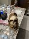Shih Tzu Puppies for sale in 305 Runge Ln, St Paul, MN 55118, USA. price: NA