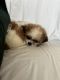 Shih Tzu Puppies for sale in McAlester, OK 74501, USA. price: NA