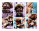 Shih Tzu Puppies for sale in Springfield, MO, USA. price: $1,000