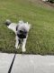 Shih Tzu Puppies for sale in Cary, NC, USA. price: $2,500