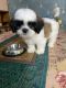 Shih Tzu Puppies for sale in New Delhi, Delhi, India. price: NA