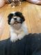 Shih Tzu Puppies for sale in New York, NY 10031, USA. price: NA