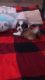 Shih Tzu Puppies for sale in Napoleon, OH 43545, USA. price: NA