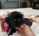 Shih Tzu Puppies for sale in Lehigh Acres, FL, USA. price: $2,000